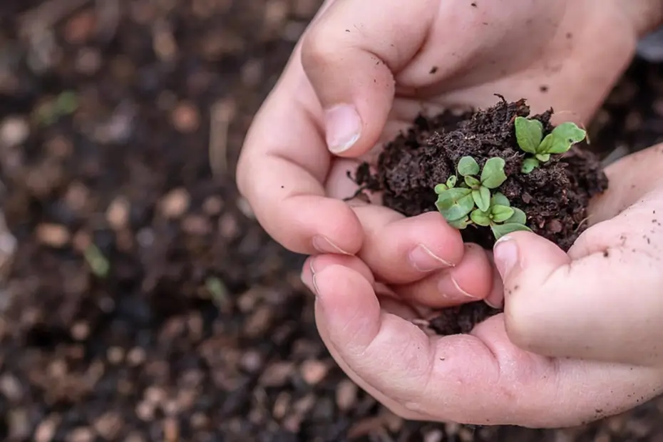 Como Fazer Compostagem em Casa: Guia para Iniciantes Veganos