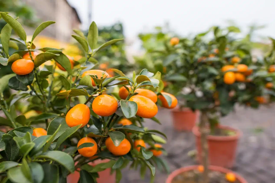 Dicas para Cultivar Frutas Veganas em Vasos